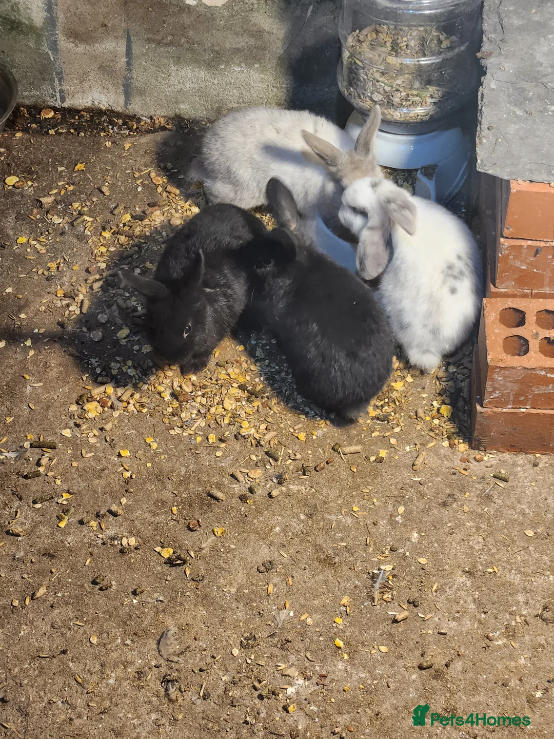 Mixed Breed rabbits for sale: Adorable Mixed Breed Baby Rabbits - Born October  - Advert 18
