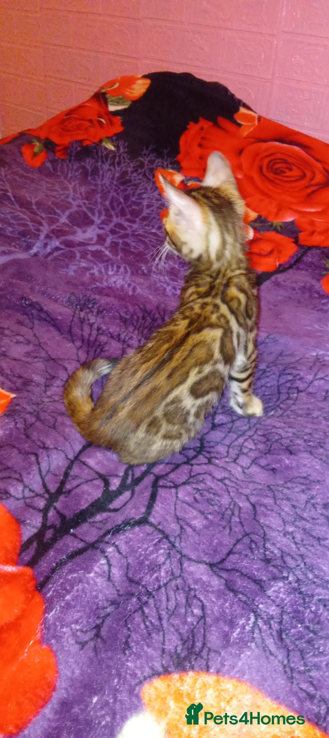 Bengal cats for sale: Pedigree Bengal Kittens - Image 29