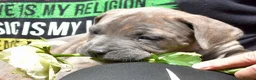 Mixed Breed dogs for sale: Cane Corso / Bullmastiff Puppies ready to  go. - Advert 22
