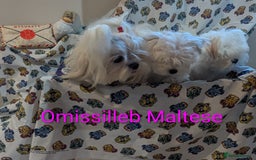 Maltese dogs for sale: Gorgeous KC pedigree Maltese puppy reduced price - Image 9