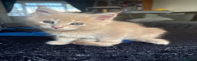 Maine Coon green