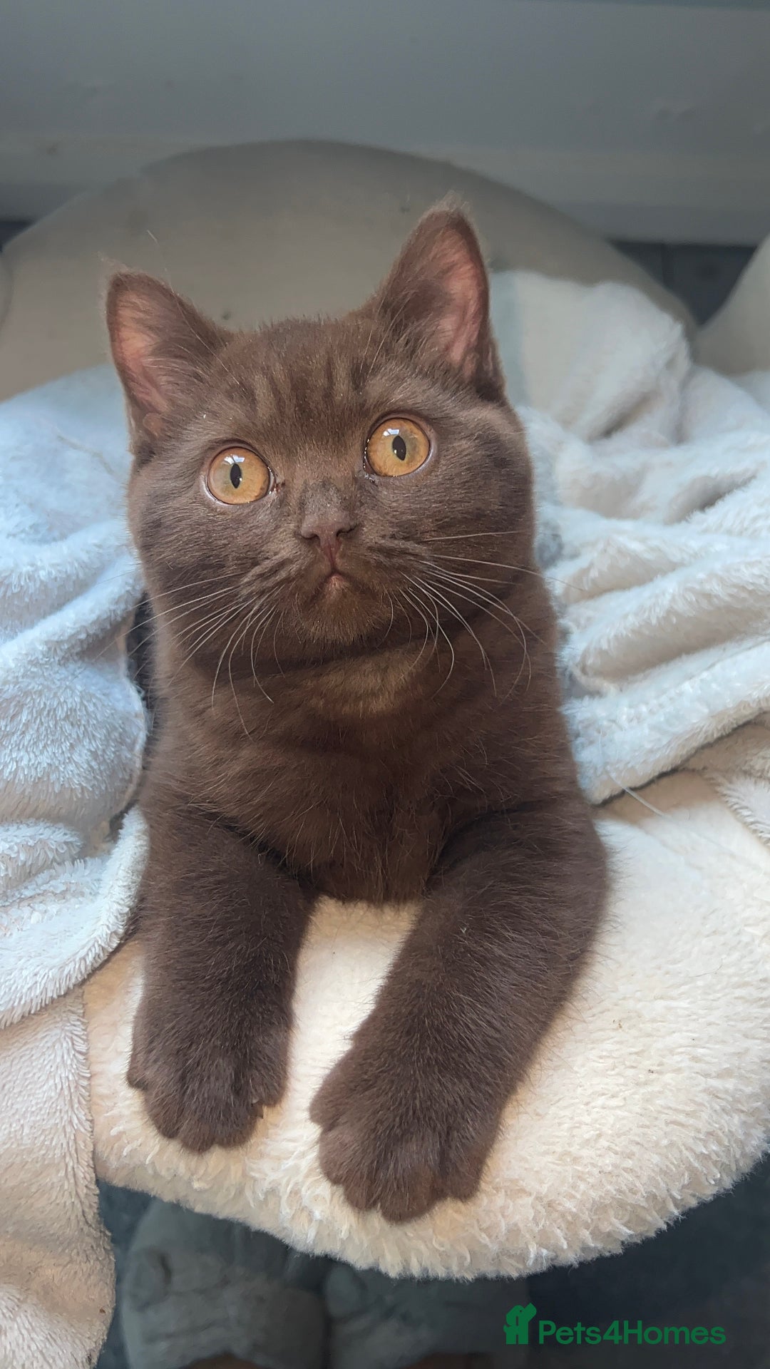 British Shorthair cats for sale: Beautiful Male Chocolate British Shorthair - Advert 4