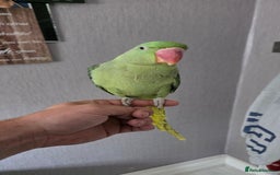 Parrots birds for sale: Alexandrine parrot looking for new home  - Image 3