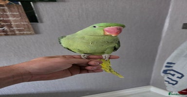 Parrots birds - Advert 11