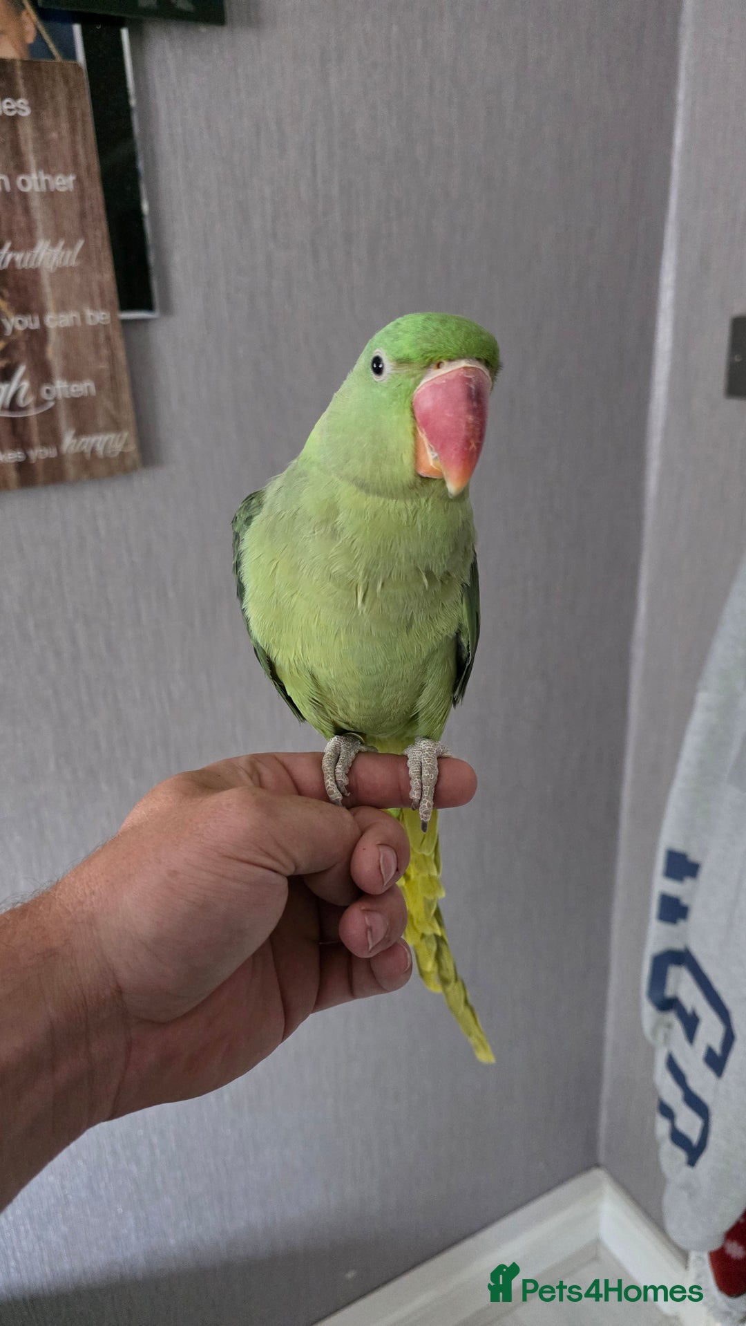 Parrots birds for sale: Alexandrine parrot looking for new home  - Image 3