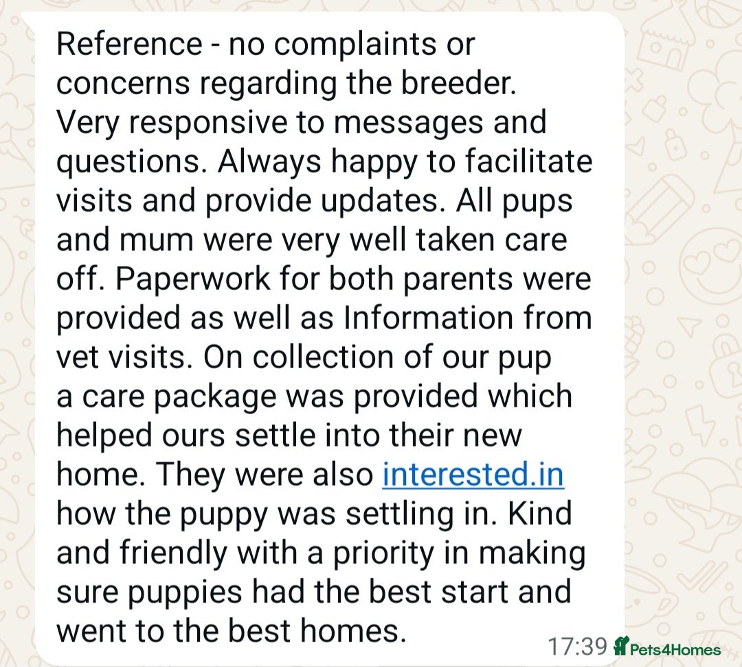 Cockapoo dogs for sale: STUNNING F1 COCKAPOOS  - Advert 4