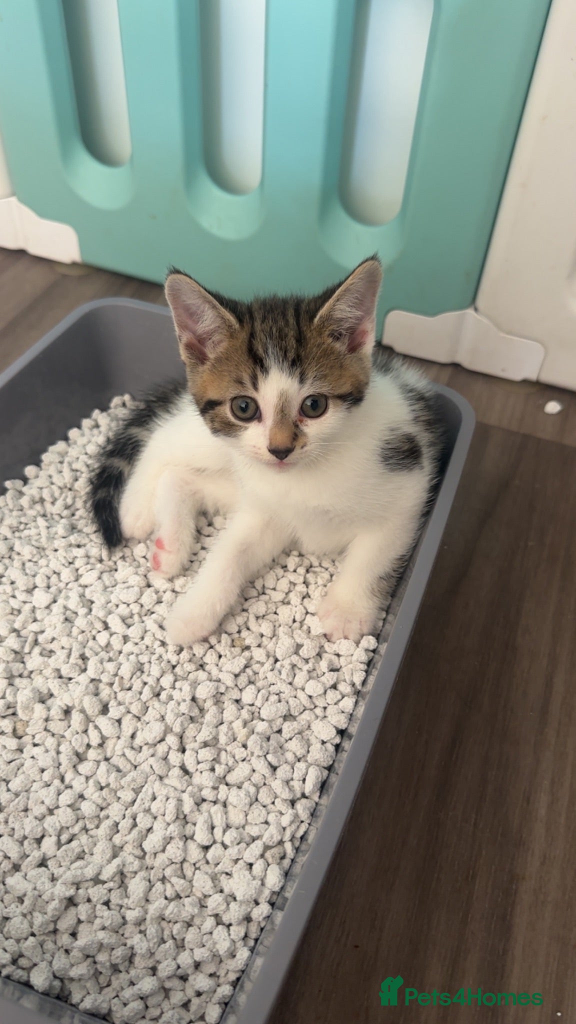 Mixed Breed cats 1 white tabby boy kitten left / LITTER TRAINED - Advert 7