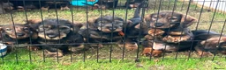 Dachshund dogs for sale: Wirehaired Dachshund Teckel KC registered puppies  - Advert 2
