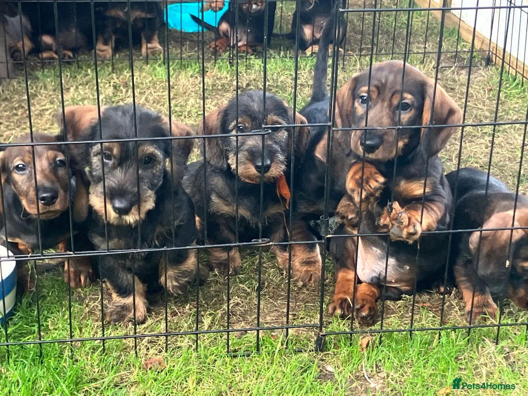 Dachshund dogs for sale: Wirehaired Dachshund Teckel KC registered puppies  - Advert 2