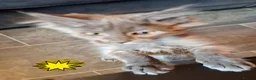 Maine Coon cats for sale: Active Maine Coon girl in Manchester - Advert 10