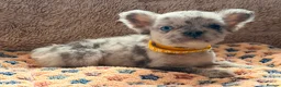 French Bulldog dogs for sale: Reduced 4 fluffy frenches both injections. - Advert 22