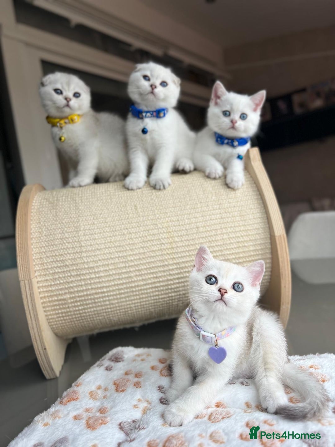 Scottish Fold cats for sale: Beautiful Scottish Straight&Fold Kittens Available - Image 10