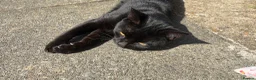 British Shorthair cats for sale: Little boy sadly up for re home FREE - Advert 2
