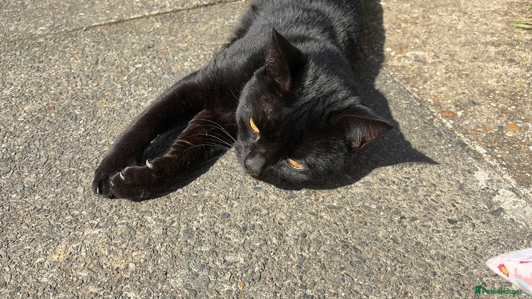 British Shorthair cats for sale: Little boy sadly up for re home FREE - Advert 2