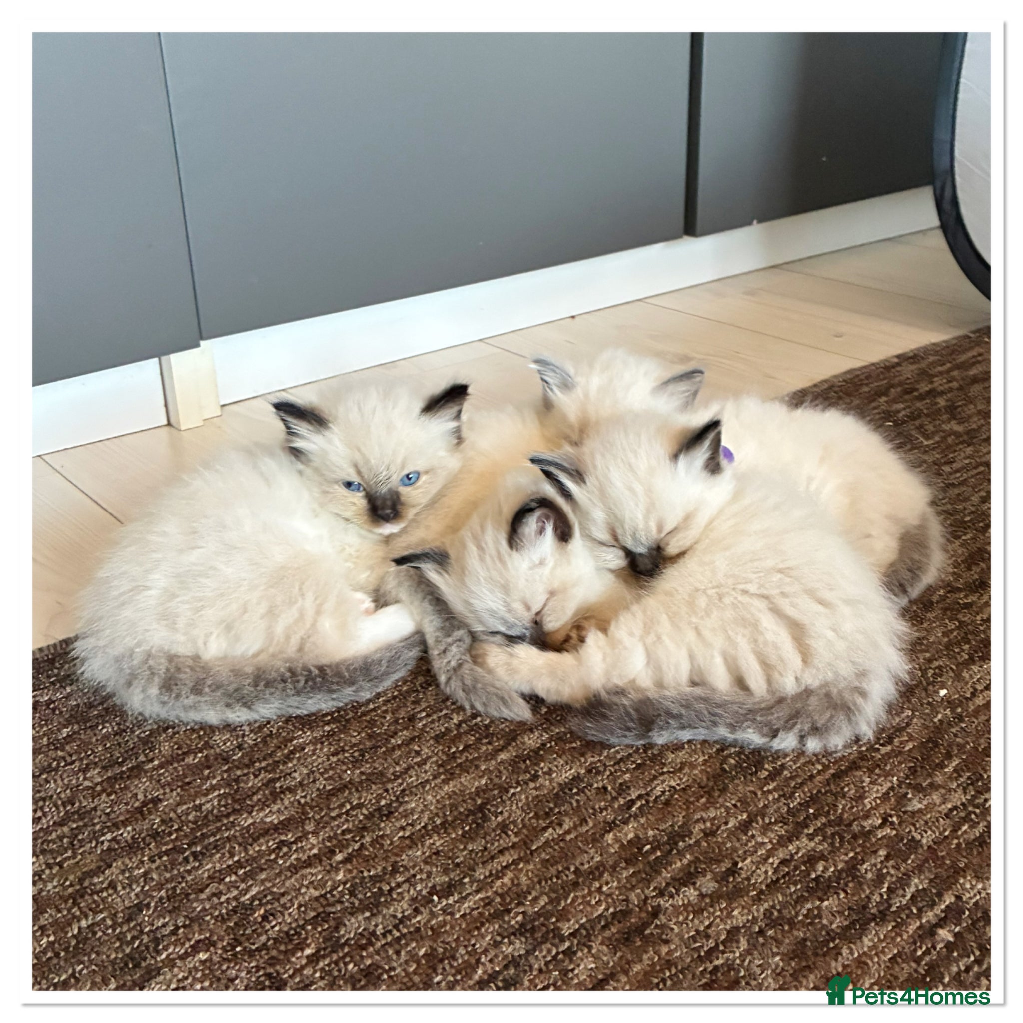 Ragdoll cats 4 Stunning male pure ragdoll kittens  - Advert 1
