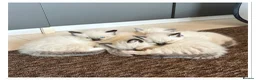 Ragdoll cats for sale: 4 Stunning male pure ragdoll kittens  - Advert 1