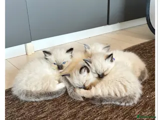 Ragdoll cats 4 Stunning male pure ragdoll kittens - Advert 1