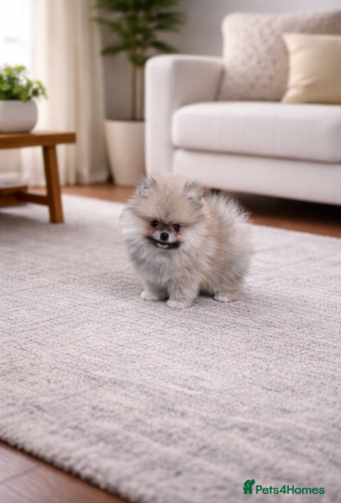 Pomeranian dogs Top Quality 🐻 Teddy Face  - Advert 1