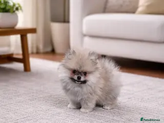 Pomeranian dogs Top Quality 🐻 Teddy Face - Advert 18