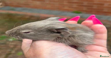Guinea Pig rodents - Advert 2