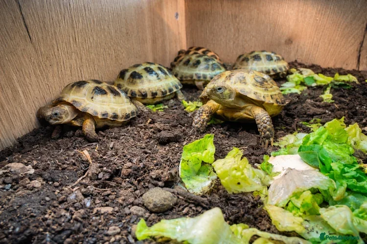 Tortoise reptiles BABY HORSFIELDS AND SET UPS READY NOW!! - Advert 11