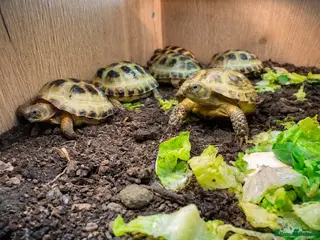 Tortoise reptiles BABY HORSFIELDS AND SET UPS READY NOW!! - Advert 11