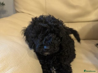 Mixed Breed dogs Jackapoo x Cockapoo Puppy - 1 male available - Advert 3