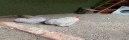 Lovebirds birds for sale:  Pekin Lavandă (Cochin Bantam)  - Advert 1