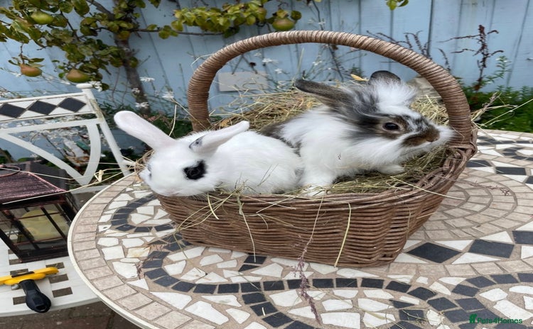 Mini Lop rabbits - Advert 20