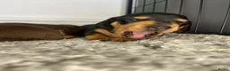 Miniature Dachshund dogs for sale: 3 beautiful girls  - Advert 10