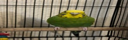 Budgerigars birds for sale: Green beatiful budgie waiting to be re-homed! - Advert 2