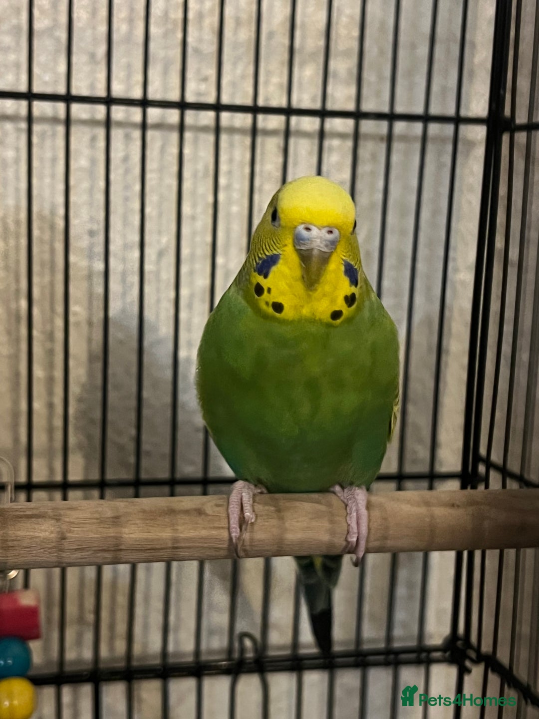 Budgerigars birds for sale: Green beatiful budgie waiting to be re-homed! - Advert 2