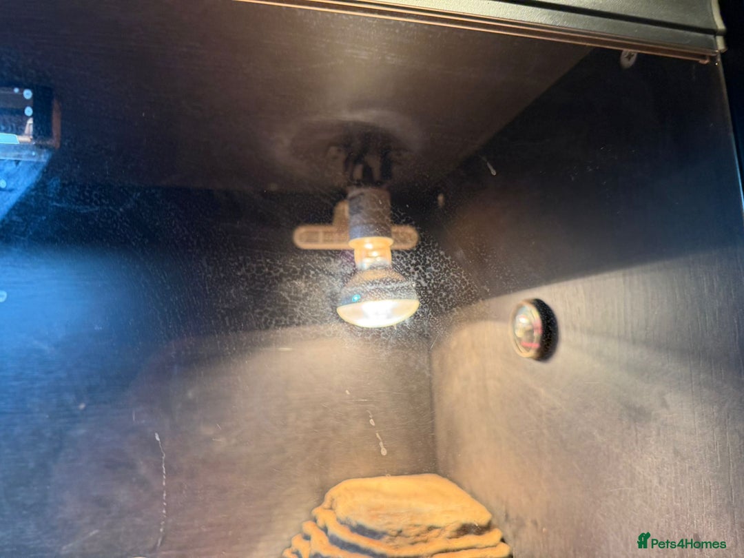 Bearded Dragon reptiles for sale: 5 year old bearded dragon with full setup - Advert 5