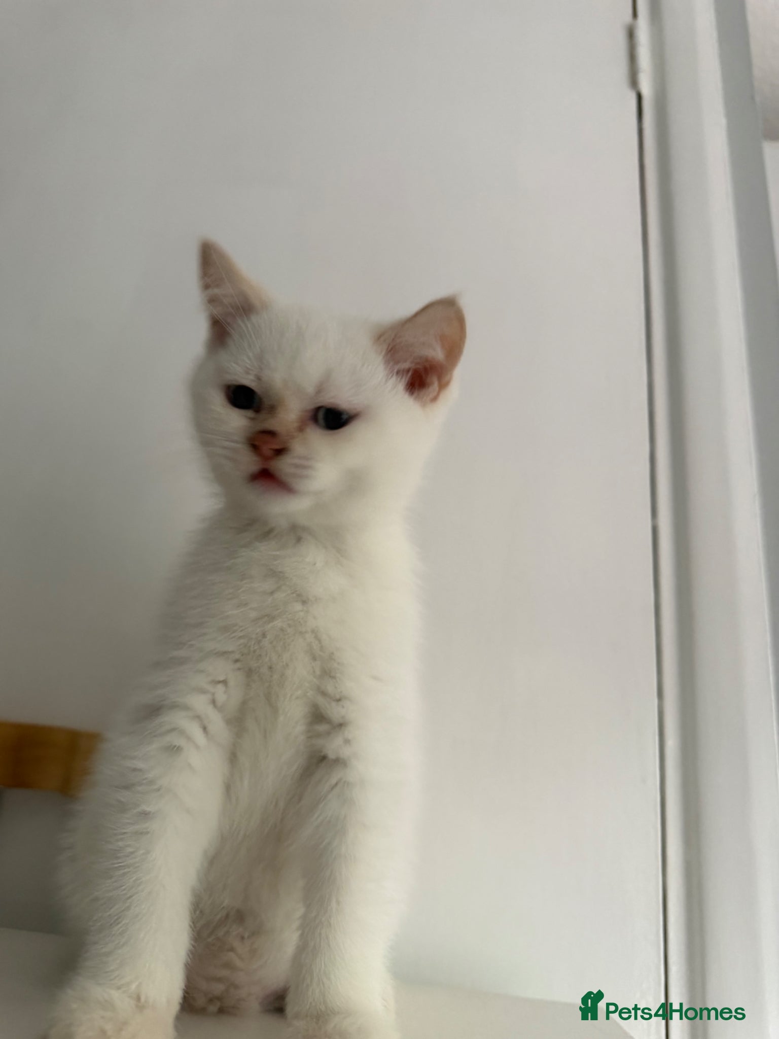 British Shorthair cats for sale: Two 😍 kittens ready for a new home 🏡 🐱  in Enfield - Advert 7
