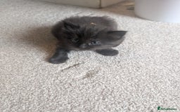 Maine Coon cats for sale: Kittens for sale - Image 19