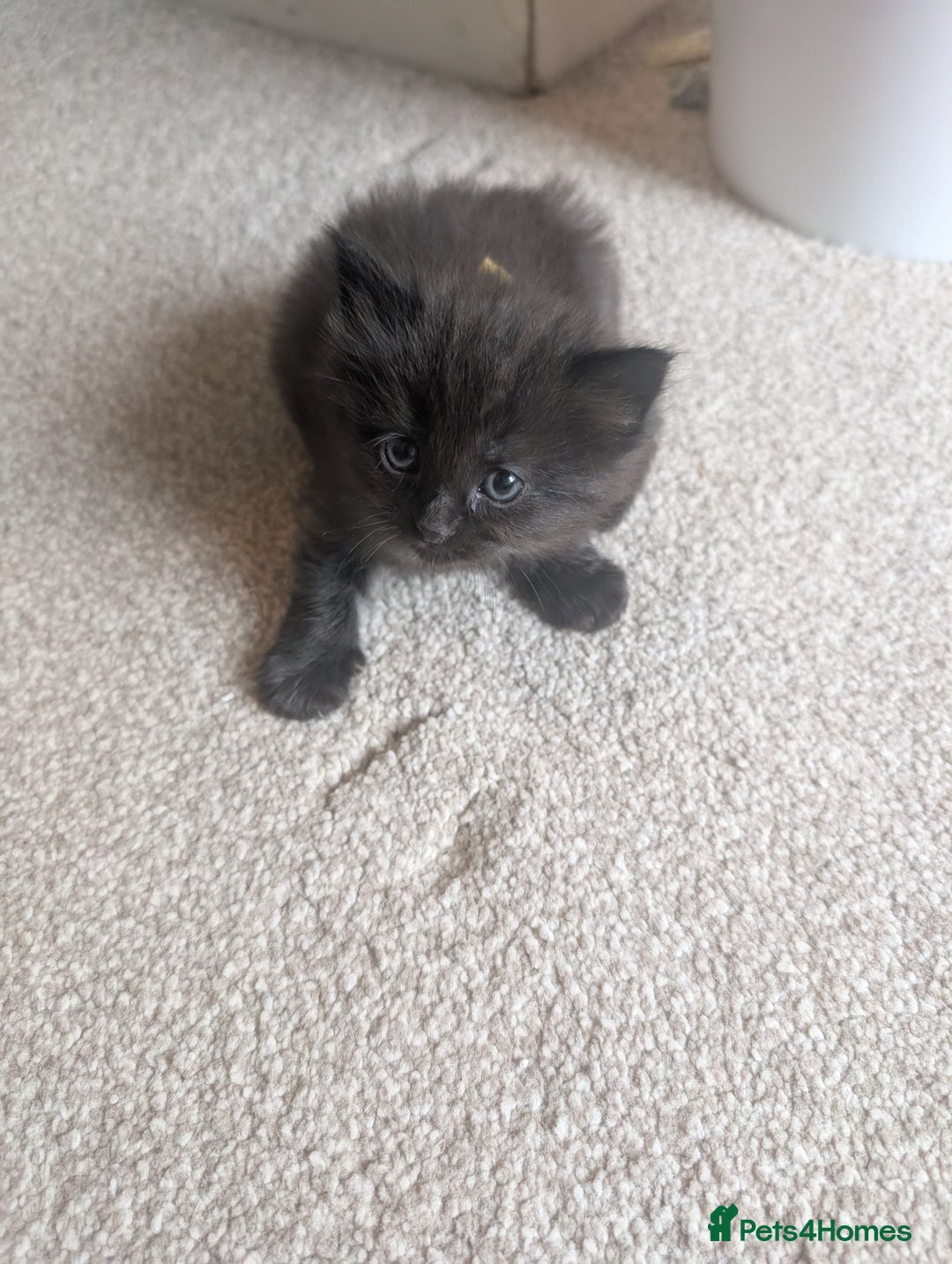 Maine Coon cats for sale: Kittens for sale - Image 19
