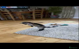 Goats livestock for sale: GORGEOUS NEW BORN BABIES AND FRIENDLY PET WETHERS  - Image 1