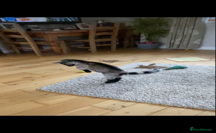 Goats livestock - Advert 1