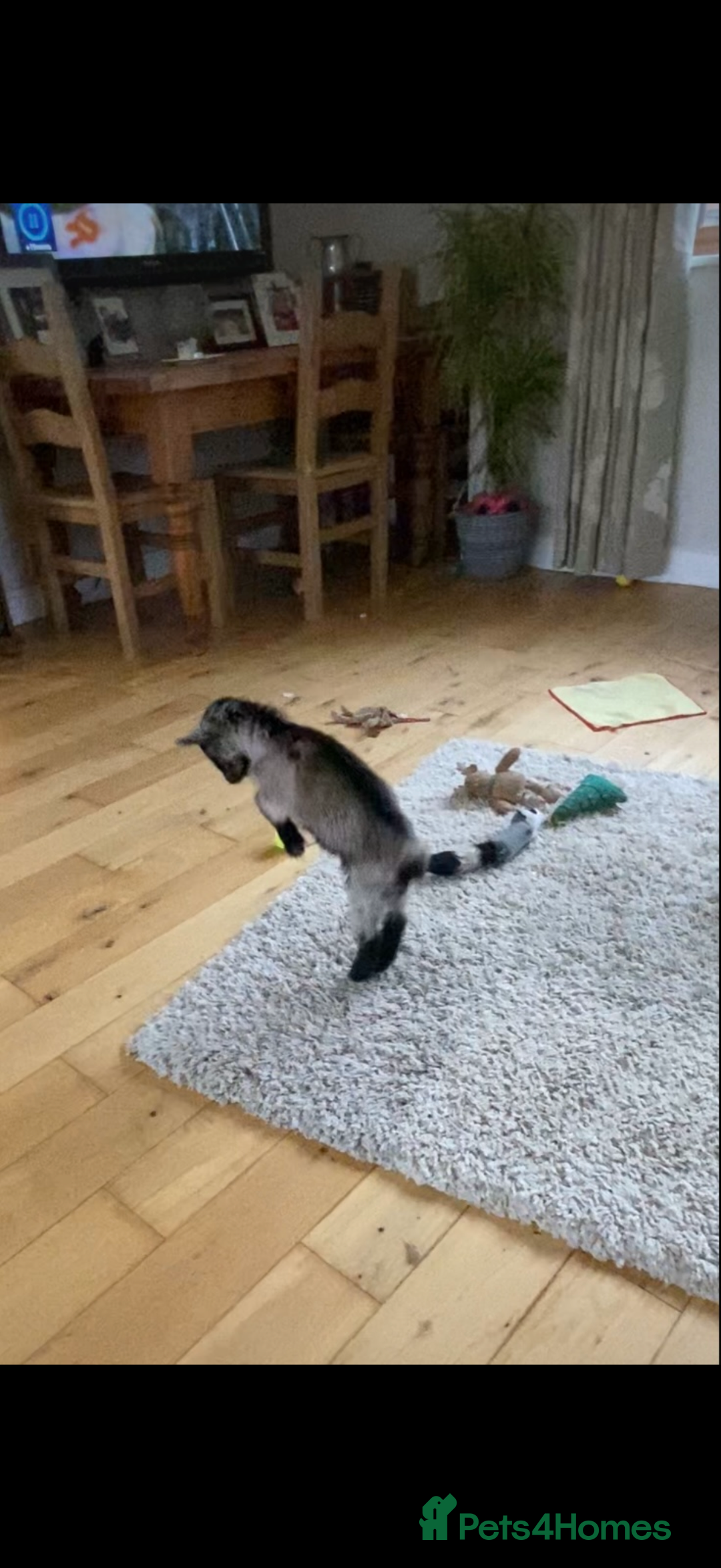 Goats livestock for sale: GORGEOUS NEW BORN BABIES AND FRIENDLY PET WETHERS  - Image 1