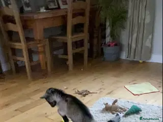 Goats livestock GORGEOUS NEW BORN BABIES AND YOUNG NANNIES - Advert 7