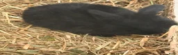 Mini Lop rabbits for sale: Beautiful Mini Lops to reserve  - Advert 20