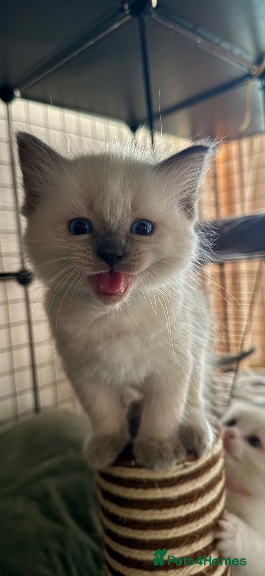 Ragdoll cats Gorgeous Pedigree Ragdoll Kittens  - Advert 2