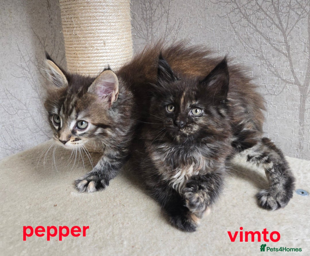 Maine Coon cats for sale: Maine Coon Kittens Tortie/Torbie Russian lines - Image 15