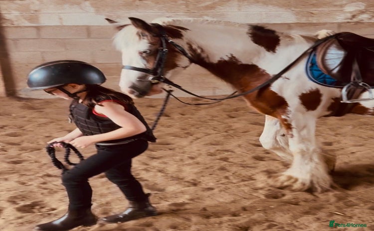 Irish Cob horses - Advert 12
