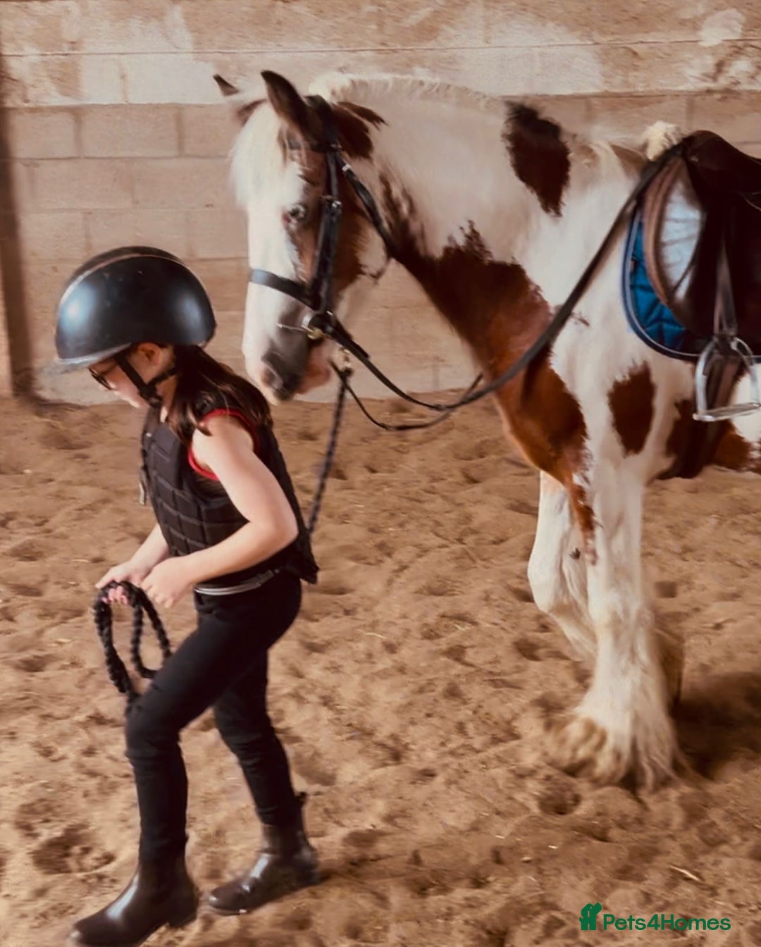 Irish Cob horses for sale: What a super little Coblet  - Image 1