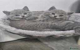 British Shorthair cats for sale: Pure BSH kittens GCCF Last Boy Left £700 - Image 7