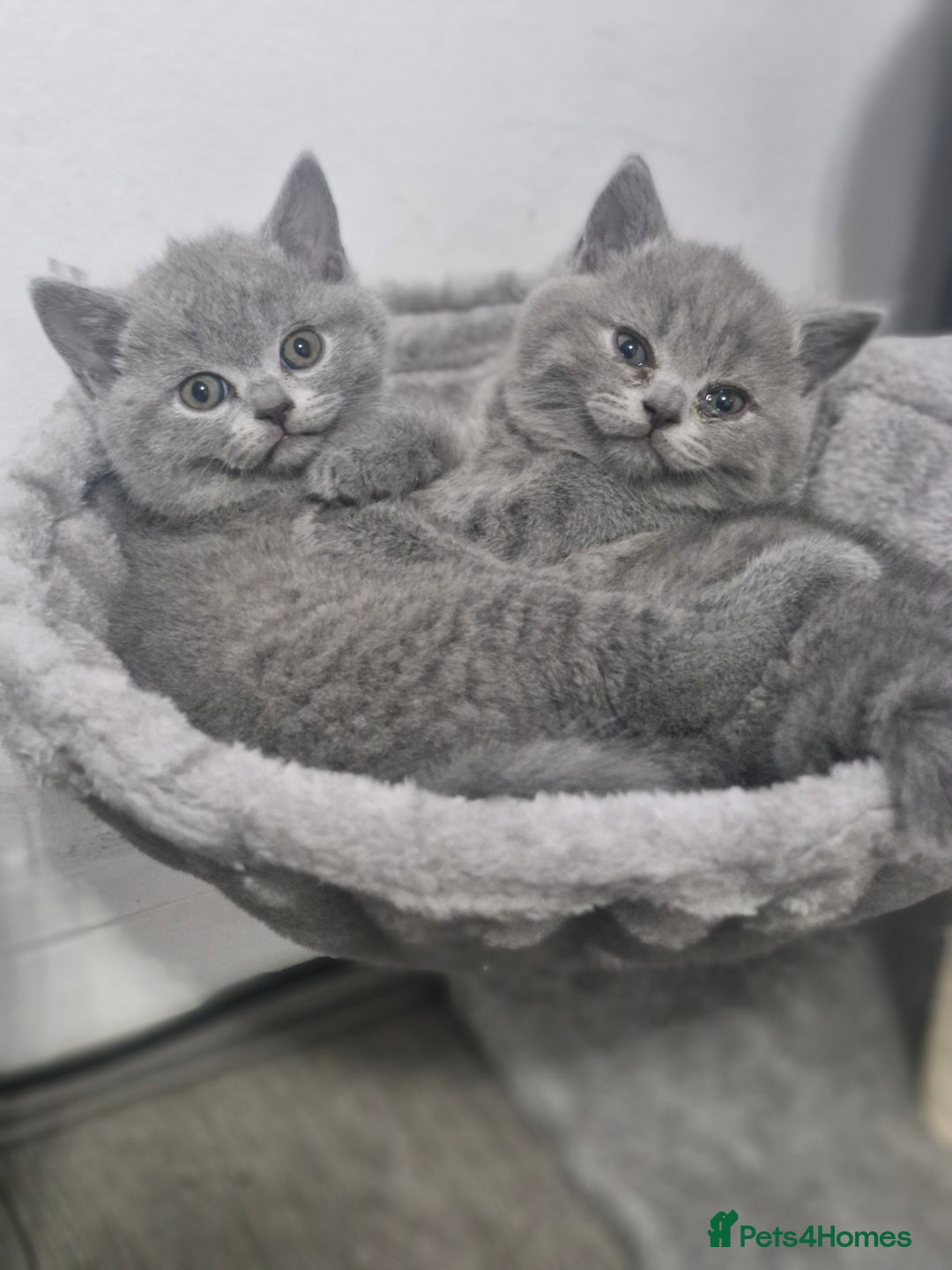 British Shorthair cats for sale: Pure BSH kittens GCCF Last Boy Left £700 - Image 7