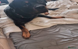 Rottweiler dogs for sale: Rottweiler  - Image 3