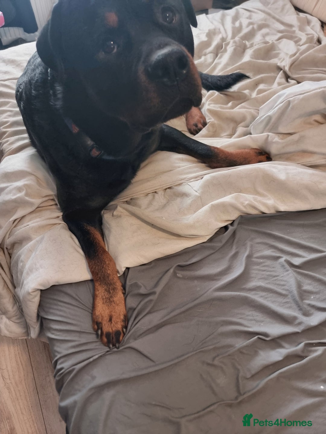 Rottweiler dogs for sale: Rottweiler  - Image 3