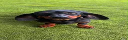 Miniature Dachshund dogs for sale: Miniature dachshund puppies - Advert 3